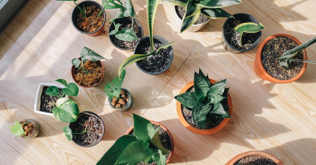 A top view of various potted indoor plants on a sunlit wooden floor showcasing greenery and home decor.