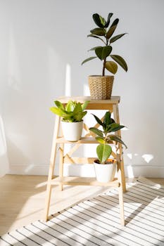 Indoor plants in kerala