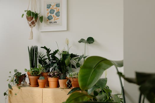 INDOOR PLANTS FOR HOME ONLINE
