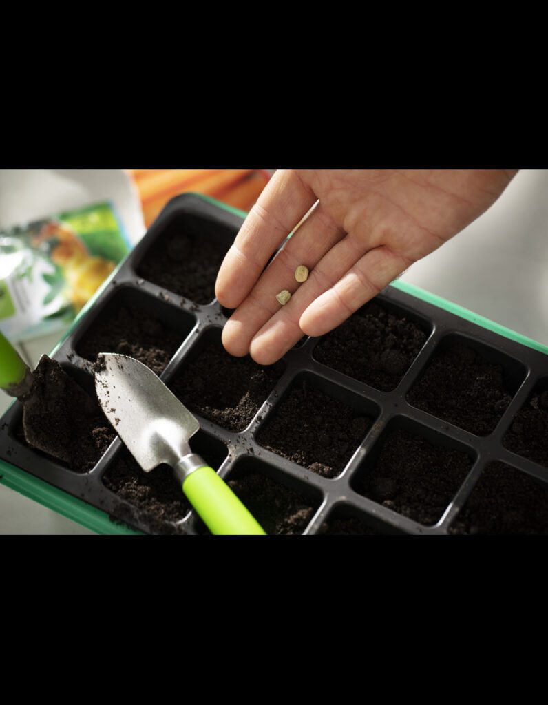 INDOOR PLANTS SEEDS ONILNE